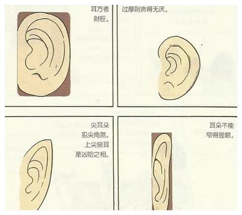 耳朵看面相|十六种耳朵面相图文分析三六风水网